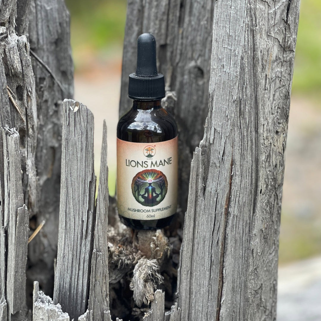 Bottle of Lions mane tincture in tree