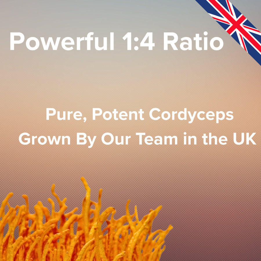 Text about pure, potent cordycep growth by a UK team with an image of cordycep roots.